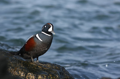 Harlequin Duck