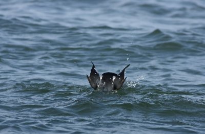 Harlequin Duck