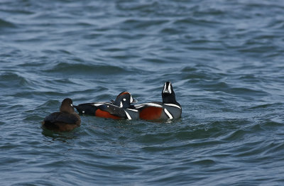Harlequin Ducks