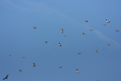 Snow Buntings