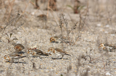 Snow Buntings