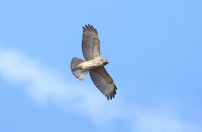 Red-shouldered Hawk