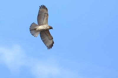 Red-shouldered Hawk