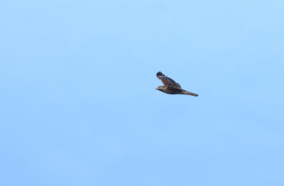 Red-shouldered Hawk