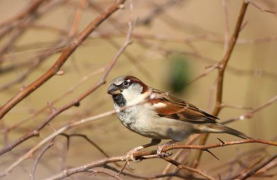 House Sparrow