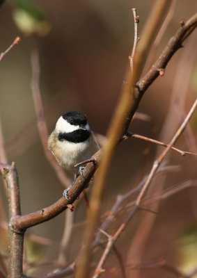 Carolina Chickadee