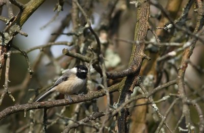 Carolina Chickadee