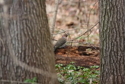 Northern Flicker