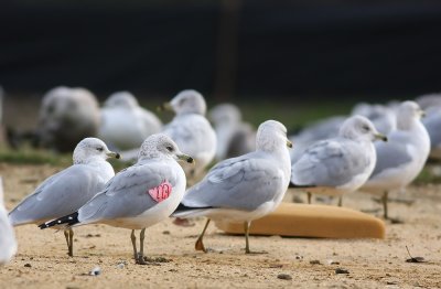 Ring-billed Gulls