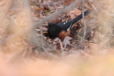 Eastern Towhee