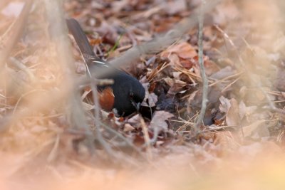 Eastern Towhee