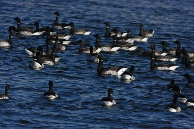Atlantic Brant