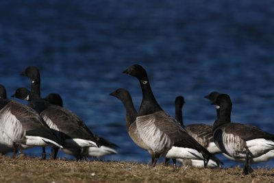 Atlantic Brant