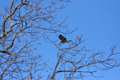 Red-shouldered Hawk