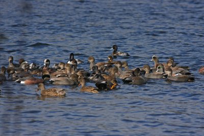 Lotsa Ducks!