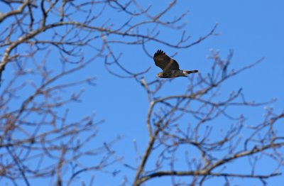 Red-shouldered Hawk
