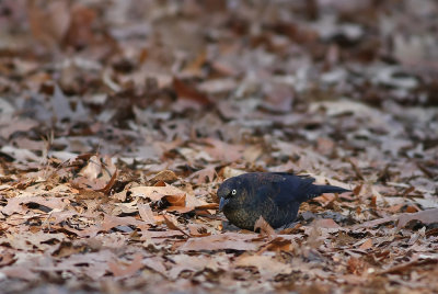 Rusty Blackbird