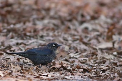 Rusty Blackbird