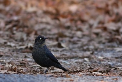 Rusty Blackbird