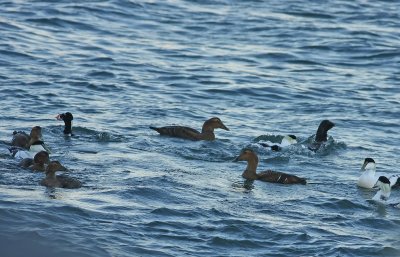 Common Eiders (and Surf Scoter)