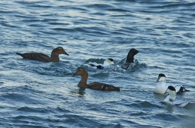 Common Eiders