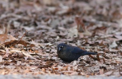 Rusty Blackbird
