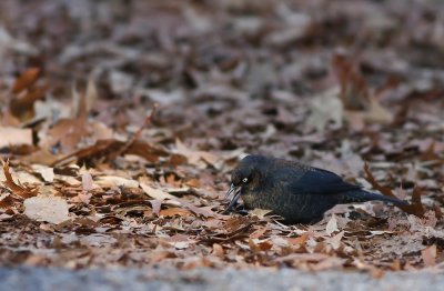 Rusty Blackbird