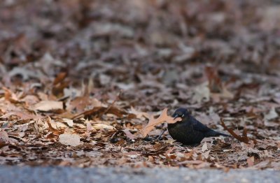 Rusty Blackbird