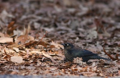 Rusty Blackbird