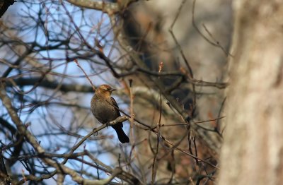 Rusty Blackbird (female or juvenile)