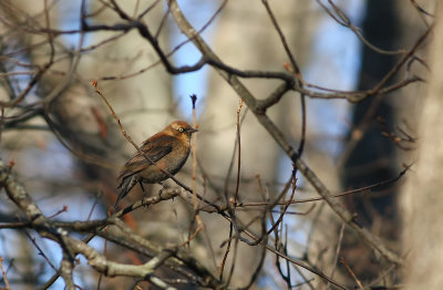 Rusty Blackbird (female or juvenile)