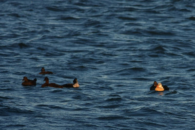 King and Common Eiders