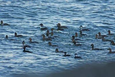 Common Eiders and Surf Scoters