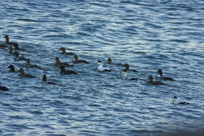 Common Eiders