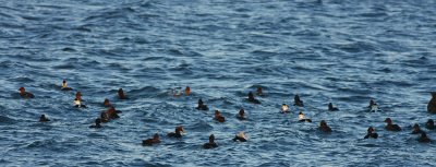 King and Common Eiders