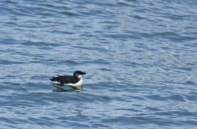 RAZORBILL!