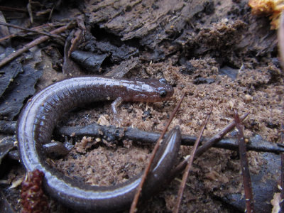 Red-backed Salamander