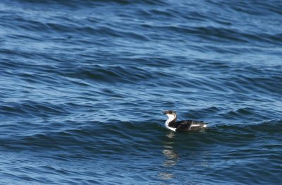 Razorbill