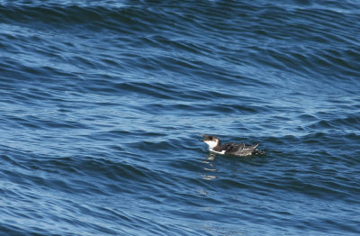 Razorbill