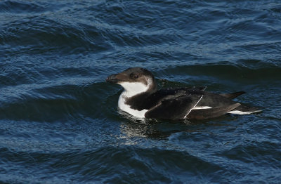 Razorbill