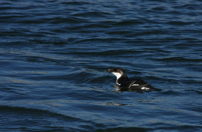 Razorbill