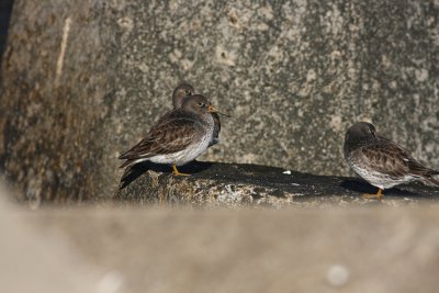 Purple Sandpipers