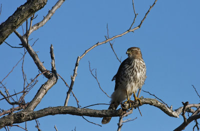 Cooper's Hawk