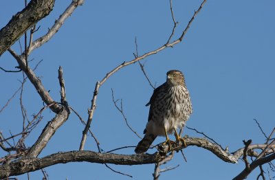 Cooper's Hawk