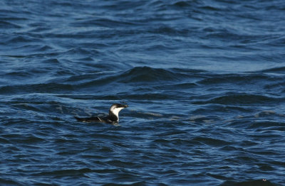 Razorbill