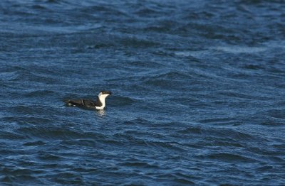 Razorbill