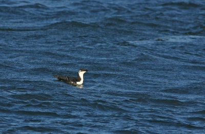 Razorbill