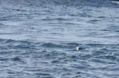 Razorbill