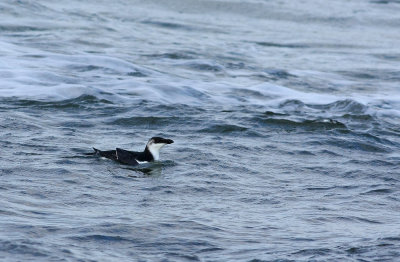 Razorbill