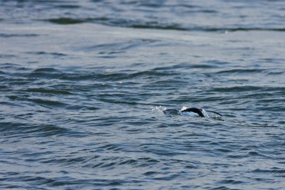 Razorbill